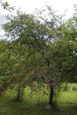Prunus cerasus \ Sauer-Kirsche, Weichsel / Sour Cherry, D Bruchsal 21.6.2009