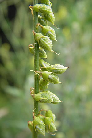 Melilotus officinalis \ Echter Steinklee, Gewhnlicher Honigklee / Ribbed Melilot, D Bad Nauheim 20.7.2009