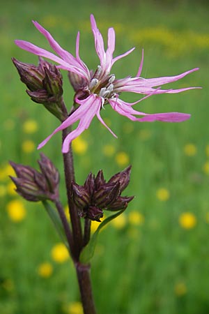 Silene flos-cuculi \ Kuckucks-Lichtnelke / Ragged Robin, D Lampertheim 10.5.2010