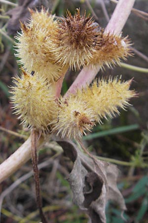Xanthium albinum \ Ufer-Spitzklette, D Mannheim,  Friesenheimer Insel 21.10.2011