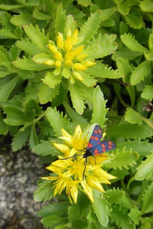 Sedum middendorffianum \ Middendorffs Asienfetthenne / Middendorff's Stonecrop, D Hemsbach 22.6.2012