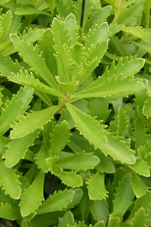 Sedum middendorffianum \ Middendorffs Asienfetthenne / Middendorff's Stonecrop, D Hemsbach 22.6.2012