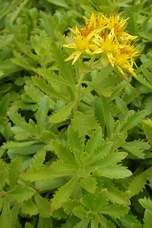 Sedum middendorffianum \ Middendorffs Asienfetthenne / Middendorff's Stonecrop, D Hemsbach 22.6.2012