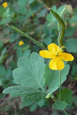 Chelidonium majus \ Groes Schllkraut, D Mannheim 16.7.2013