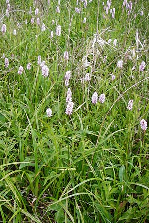 Bistorta officinalis \ Schlangen-Knterich / Common Bistort, D Odenwald, Wahlen 30.5.2014