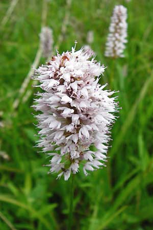 Bistorta officinalis \ Schlangen-Knterich / Common Bistort, D Odenwald, Wahlen 30.5.2014