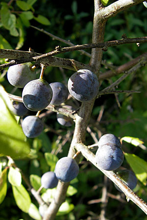 Prunus spinosa \ Schlehe, Schwarzdorn / Sloe, Blackthorn, D Waghäusel 30.7.2009