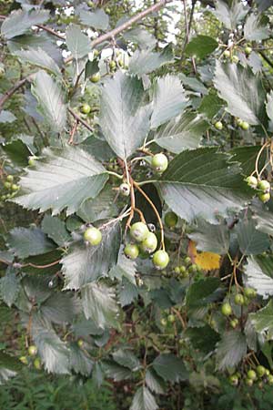 Sorbus mergenthaleriana \ Mergenthalers Mehlbeere / Mergenthaler's Whitebeam, D Regensburg 4.8.2011