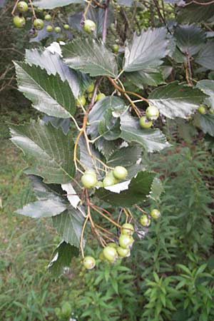 Sorbus mergenthaleriana \ Mergenthalers Mehlbeere / Mergenthaler's Whitebeam, D Regensburg 4.8.2011