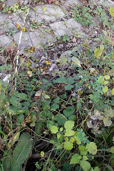 Solanum nigrum subsp. luteovirescens \ Gelbgr&uuml;ner Nachtschatten / Greenish Nightshade, D Mannheim 21.10.2011