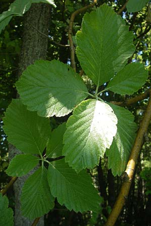 Sorbus latifolia s.l. \ Breitblttrige Mehlbeere / Broad-Leaved European Mountain-Ash, D Sonnenberg-Winnenberg 26.5.2012