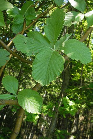 Sorbus latifolia s.l. \ Breitblttrige Mehlbeere / Broad-Leaved European Mountain-Ash, D Sonnenberg-Winnenberg 26.5.2012