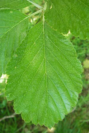 Sorbus latifolia s.l. \ Breitblttrige Mehlbeere / Broad-Leaved European Mountain-Ash, D Sonnenberg-Winnenberg 26.5.2012