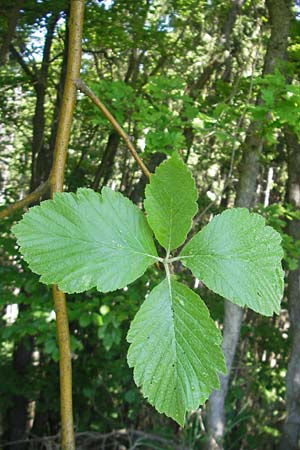 Sorbus latifolia s.l. \ Breitblttrige Mehlbeere / Broad-Leaved European Mountain-Ash, D Sonnenberg-Winnenberg 26.5.2012
