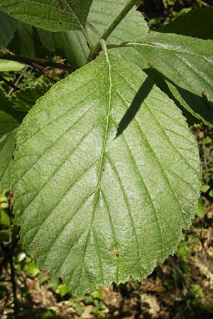 Sorbus latifolia s.l. \ Breitblttrige Mehlbeere / Broad-Leaved European Mountain-Ash, D Idar-Oberstein 26.5.2012