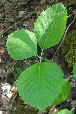 Sorbus latifolia s.l. \ Breitblttrige Mehlbeere / Broad-Leaved European Mountain-Ash, D Idar-Oberstein 26.5.2012