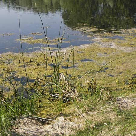Schoenoplectus lacustris \ Gewhnliche Teichsimse, Grne Seebinse / Common Club-Rush, D Mannheim 16.7.2013