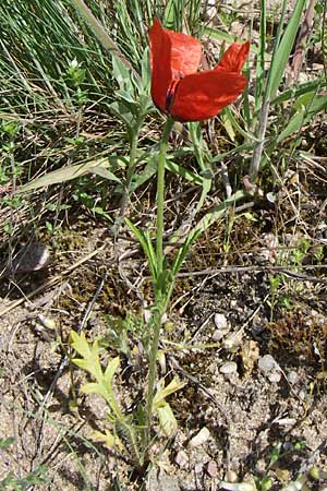 Papaver argemone \ Sand-Mohn / Prickly Poppy, D Waghäusel-Wiesental 3.5.2008