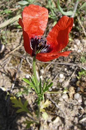 Papaver argemone \ Sand-Mohn / Prickly Poppy, D Waghäusel-Wiesental 3.5.2008