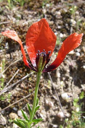 Papaver argemone \ Sand-Mohn / Prickly Poppy, D Waghäusel-Wiesental 3.5.2008