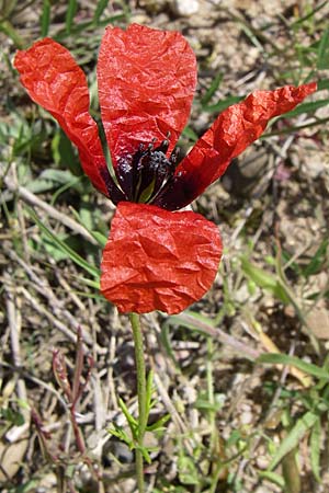 Papaver argemone \ Sand-Mohn / Prickly Poppy, D Waghäusel-Wiesental 3.5.2008