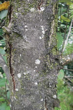 Sorbus meierottii \ Wellheimer Mehlbeere / Wellheim Whitebeam, D Wellheim im Urdonautal 5.8.2011