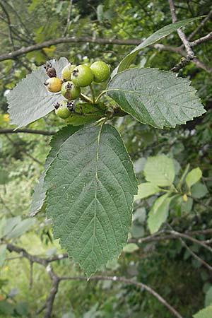 Sorbus meierottii \ Wellheimer Mehlbeere / Wellheim Whitebeam, D Wellheim im Urdonautal 5.8.2011