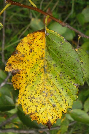 Sorbus meierottii \ Wellheimer Mehlbeere / Wellheim Whitebeam, D Wellheim im Urdonautal 5.8.2011