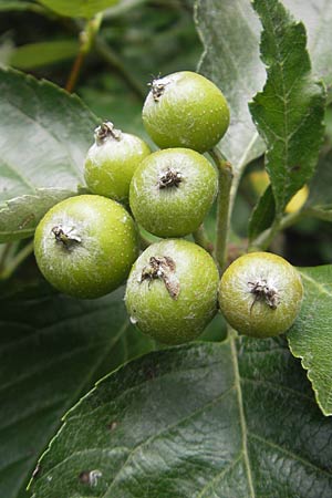 Sorbus meierottii \ Wellheimer Mehlbeere / Wellheim Whitebeam, D Wellheim im Urdonautal 5.8.2011