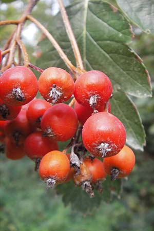 Sorbus intermedia \ Schwedische Mehlbeere, Bastard-Mehlbeere / Swedish Whitebeam, D Mannheim 25.9.2011