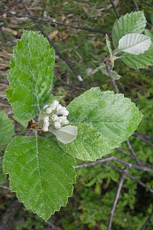 Sorbus meierottii \ Wellheimer Mehlbeere / Wellheim Whitebeam, D Wellheim im Urdonautal 6.5.2012