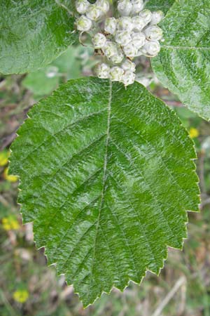 Sorbus meierottii \ Wellheimer Mehlbeere / Wellheim Whitebeam, D Wellheim im Urdonautal 6.5.2012