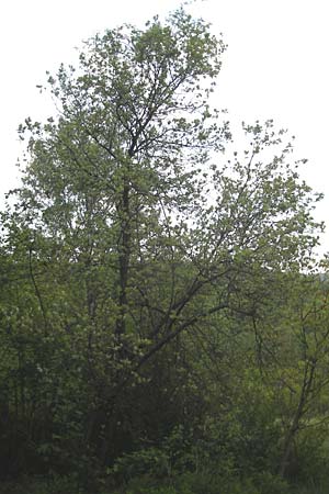 Sorbus mergenthaleriana \ Mergenthalers Mehlbeere / Mergenthaler's Whitebeam, D Regensburg 7.5.2012