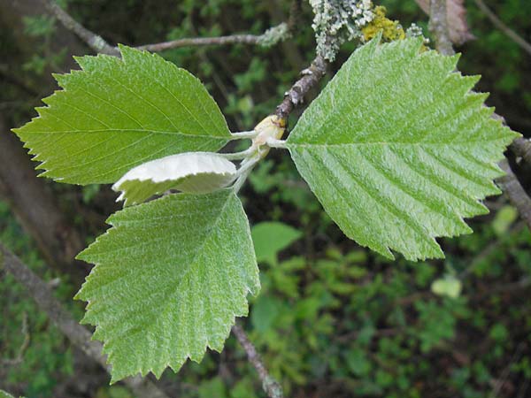 Sorbus mergenthaleriana \ Mergenthalers Mehlbeere / Mergenthaler's Whitebeam, D Regensburg 7.5.2012