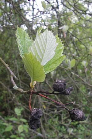 Sorbus mergenthaleriana \ Mergenthalers Mehlbeere / Mergenthaler's Whitebeam, D Regensburg 7.5.2012