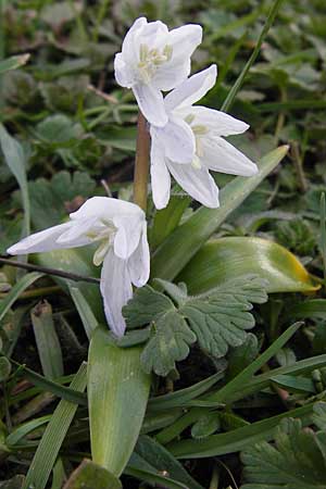 Scilla mischtschenkoana \ Persischer Blaustern, Kaukasische Sternhyazinthe / Early Scilla, White Squill, D Ludwigshafen 21.3.2013