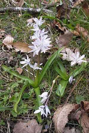 Scilla mischtschenkoana \ Persischer Blaustern, Kaukasische Sternhyazinthe / Early Scilla, White Squill, D Ludwigshafen 8.4.2013