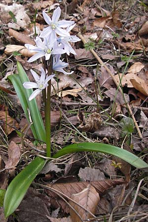 Scilla mischtschenkoana \ Persischer Blaustern, Kaukasische Sternhyazinthe / Early Scilla, White Squill, D Ludwigshafen 8.4.2013