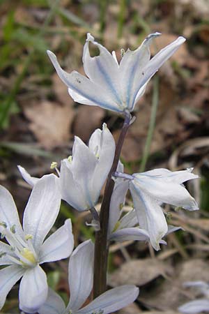 Scilla mischtschenkoana \ Persischer Blaustern, Kaukasische Sternhyazinthe / Early Scilla, White Squill, D Ludwigshafen 8.4.2013