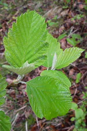 Sorbus multicrenata \ Vielkerbige Mehlbeere / Many-Scored Whitebeam, D Thüringen, Bad Blankenburg 7.5.2013