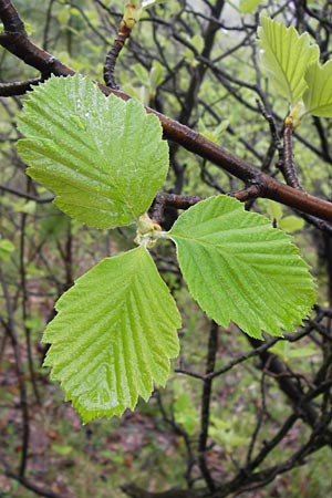 Sorbus multicrenata \ Vielkerbige Mehlbeere / Many-Scored Whitebeam, D Thüringen, Bad Blankenburg 7.5.2013