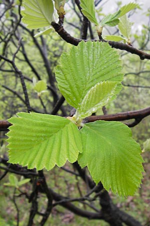 Sorbus multicrenata \ Vielkerbige Mehlbeere / Many-Scored Whitebeam, D Thüringen, Bad Blankenburg 7.5.2013