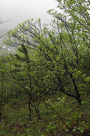 Sorbus multicrenata \ Vielkerbige Mehlbeere / Many-Scored Whitebeam, D Thüringen, Bad Blankenburg 7.5.2013