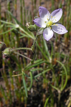 Spergularia media \ Flgelsamige Schuppenmiere / Greater Sea Spurrey, D Philippsthal-Heimboldshausen 27.7.2013