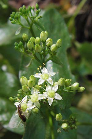Hylotelephium maximum ? \ Groe Waldfetthenne / Witch's Moneybags, Livelong, D Thüringen Eisenach, Wartburg 5.8.2013
