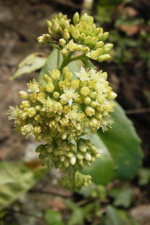 Hylotelephium maximum ? \ Groe Waldfetthenne / Witch's Moneybags, Livelong, D Thüringen Eisenach, Wartburg 5.8.2013