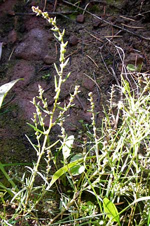 Suaeda maritima \ Salz-Sode / Annual Sea Blite, D Philippsthal-Heimboldshausen 3.10.2013