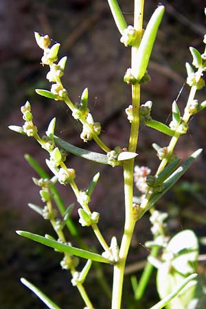 Suaeda maritima \ Salz-Sode / Annual Sea Blite, D Philippsthal-Heimboldshausen 3.10.2013