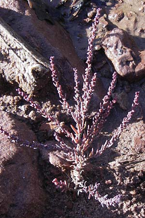 Suaeda maritima \ Salz-Sode / Annual Sea Blite, D Philippsthal-Heimboldshausen 3.10.2013