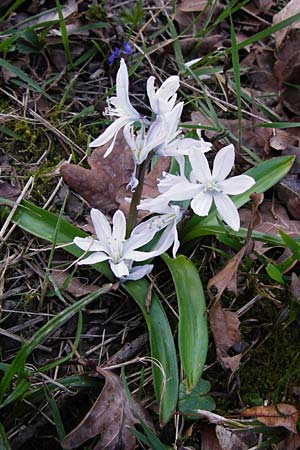Scilla mischtschenkoana \ Persischer Blaustern, Kaukasische Sternhyazinthe / Early Scilla, White Squill, D Ludwigshafen 12.3.2014